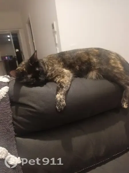 Lost cat, Handsworth Street, 15, City of Moreton Bay, Narangba - female house cat - photo