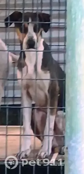 Lost dog, Hainole Place, 206, Mililani Town - male hunting dog with blue tracking collar - photo