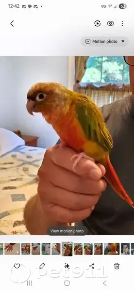 Lost bird, female, Heister Valley Road, 3014, Mount Pleasant Mills - green and yellow with a red stomach and chest - photo