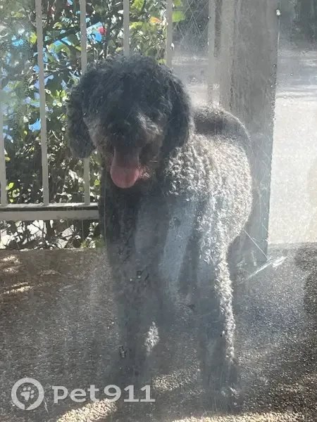 Found dog, Pacific Highway, 733, Gosford - black poodle or poodle cross with short curly hair - photo