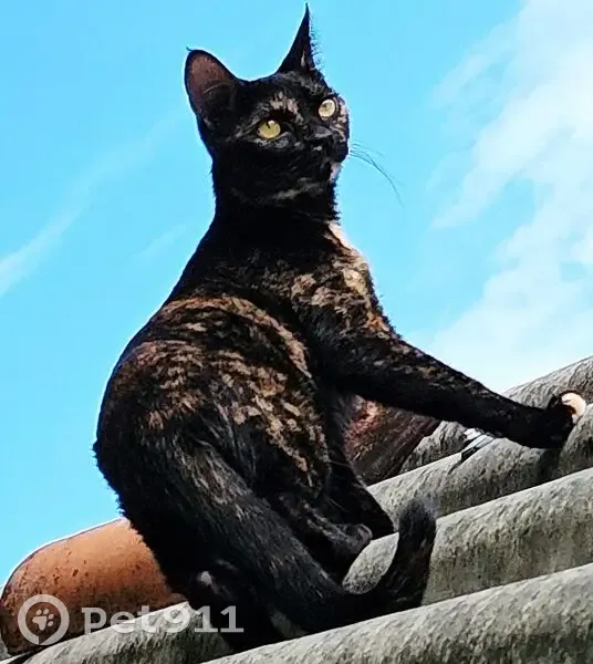 Gato desaparecido Fêmea (brl002858) - photo
