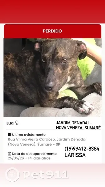 Cachorro perdido Fêmea (brl002860) - photo