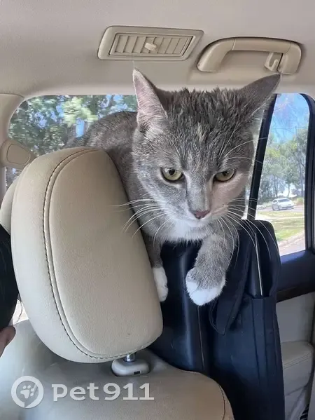 Lost cat, Gnangara Drive, 70, Rockingham - grey and white tabby, desexed, microchipped - photo