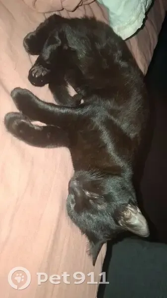Lost cat, Avondale Street, 41, Pakenham - female, small, answers to Rory - photo