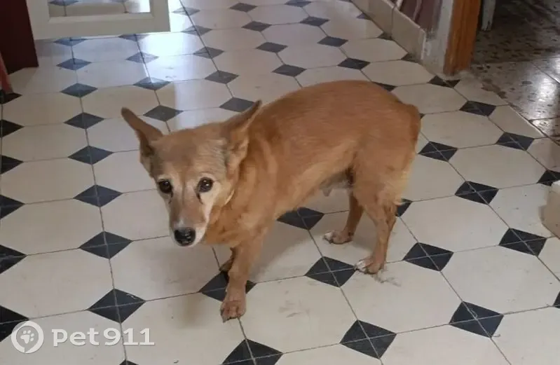 Perdido perro hembra, Rambla de Balerma, 04712, El Ejido — mayor y desorientada - photo