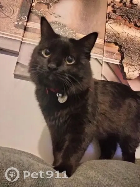 Lost cat, Beth Court, 6, Mornington Peninsula Shire, McCrae - male, black long hair, very vocal - photo