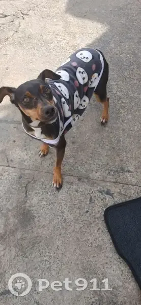 Cachorro encontrado Fêmea (brf002861) - photo