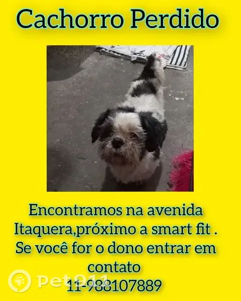 Cachorro encontrado Macho (brf002862) - photo