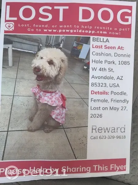 Lost dog, Avondale, Arizona, Phoenix - female, apricot standard poodle - photo