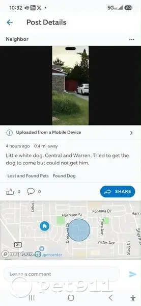 Lost dog, Warren Road, 517, Glenview - male, very scared - photo