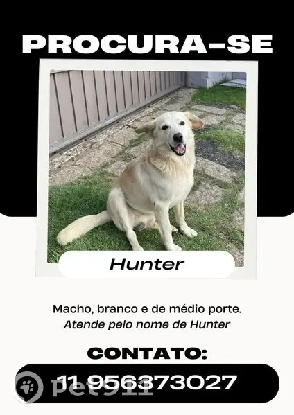 Cachorro perdido Macho (brl002863) - photo