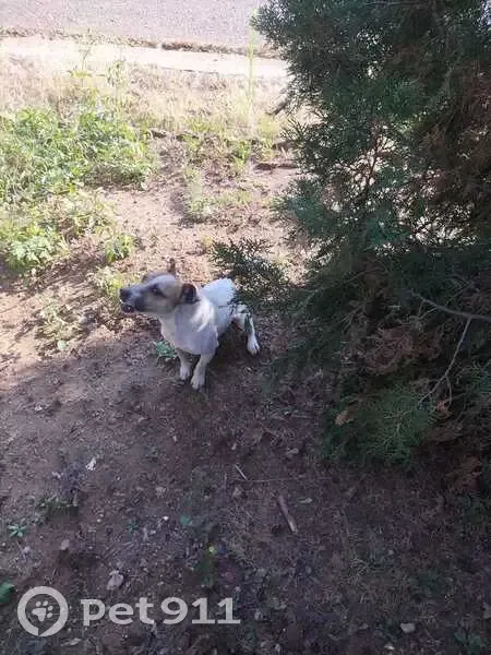 Found dog, Kamferbos Street, 120, Pretoria - mostly white coat with brown spots - photo