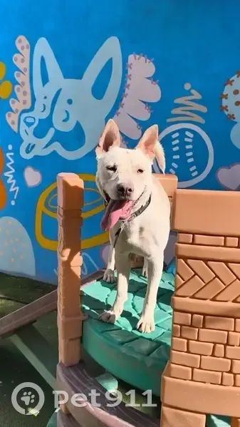 Perro perdido macho en Culiacán Rosales, Sinaloa, Zapopan - blanco, talla mediana - photo
