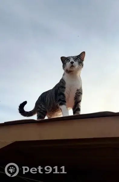 Perdido gato macho en Carrer Parres, de Ses, 1, Vilafranca de Bonany, Manacor - oreja derecha hacia abajo - photo