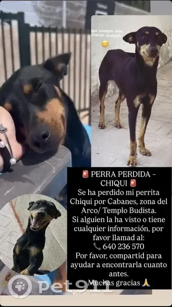 Perdido perro hembra, Plaça Poligono 12, 45, Cabanes, Castello de la Plana - color negro con marrón, pelo corto - photo