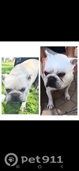 Lost dog, Annetta Avenue, 8980, South Gate - male French bulldog with a chip - photo