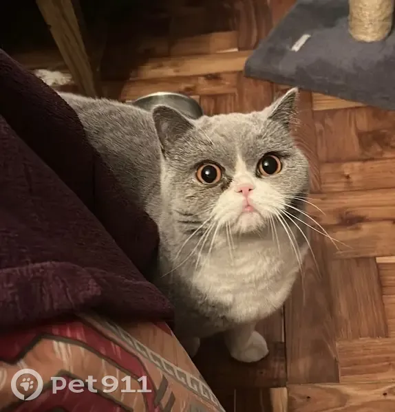Perdido gato hembra, Siero, Asturias, Sama - gris con patas blancas y barriga blanca - photo