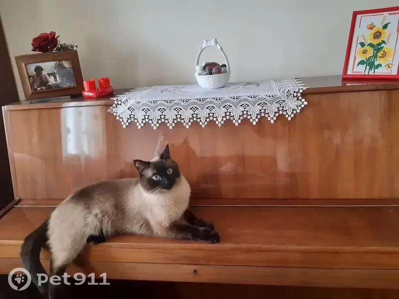 Зникла кішка, вулиця Панаса Саксаганського, 2, Стрий — сіамська, темнокоричнева мордочка, дуже ляклива - photo