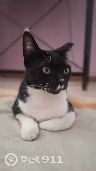 Gato desaparecido Fêmea (brl002867) - photo