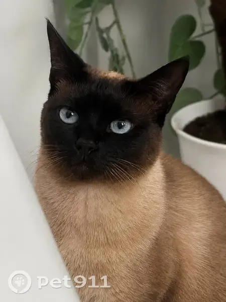 Perdido gato macho, Calle Moscu, 18, Estepona — Siamese, muy cariñoso - photo