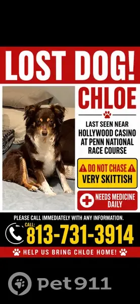Lost dog, Hollywood Boulevard, East Hanover Township, Fort Indiantown Gap - female, brown with white chest - photo