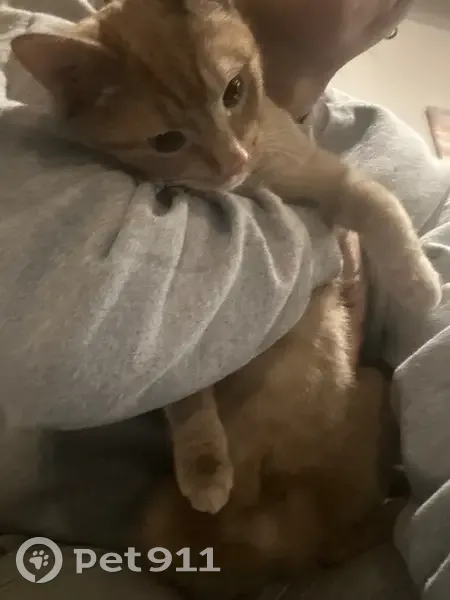 Lost cat, Morgan Lane, Glenside, Arcadia University - shy tabby male - photo