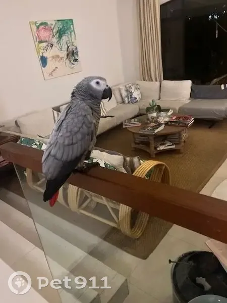 Lost bird, female, Ridley Park, Singapore, Queenstown — African Grey Parrot with a turned toe - photo