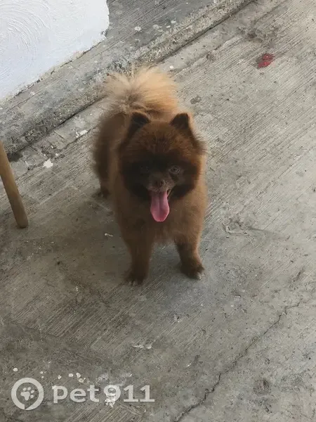 Perro perdido macho, Calle Gilberto Flores Muñóz, Tepic - pomerania café tipo cara de oso - photo
