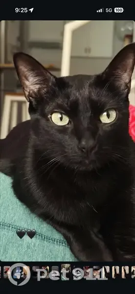 Perdido gato hembra, Calle Huesca, 13, Sevilla - negra con calvitas en las patitas - photo