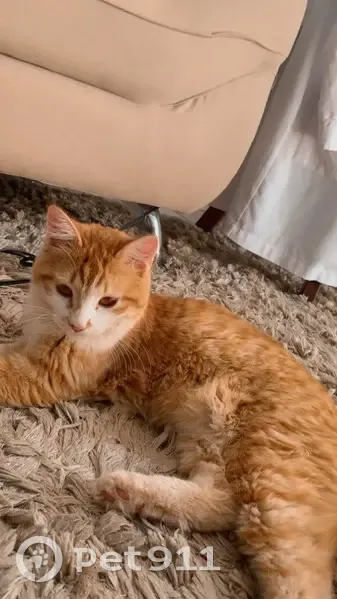 Gato desaparecido Fêmea (brl002868) - photo