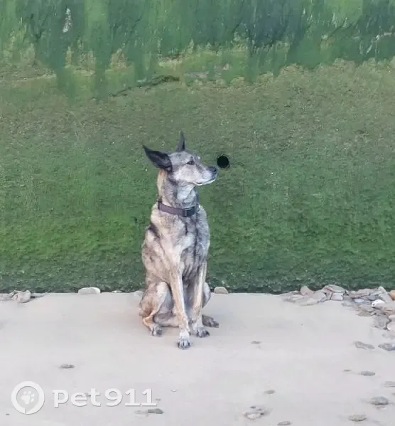 Perro perdido macho, Avenida de la Zarcilla, 98, La Palma del Condado, Huelva - muy miedoso y tímido - photo