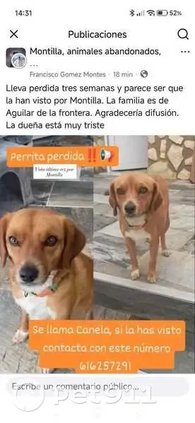 Perro perdido, hembra, Avenida Carlos Pacheco Perujo, 2, San Roque - sin collar y asustada - photo