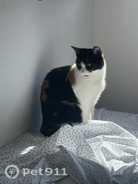 Perdido gato hembra, Carrer d'Antonio Vico, 104, Sabadell - delgada, de pelo blanco, negro y marrón - photo
