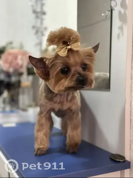 Perdido perro en Carrer de Alfred Sisley, Cambrils — Yorkshire Terrier hembra de 14 años - photo