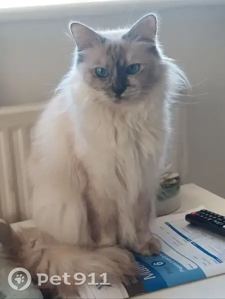 Lost cat, Wednesbury WS10 0NA, UK, Walsall — female Ragdoll, white and grey (blue tortie), blue eyes - photo