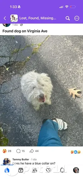 Lost dog, Spruce Avenue, 165, Rochester - female - photo