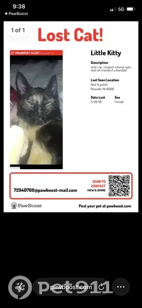 Lost cat, Roseville, Michigan, Westland - female tortoiseshell with mustard-colored eyes - photo