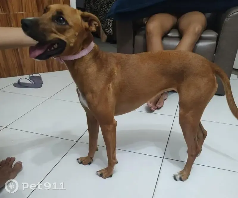 Cachorro perdido Fêmea (brl002870) - photo