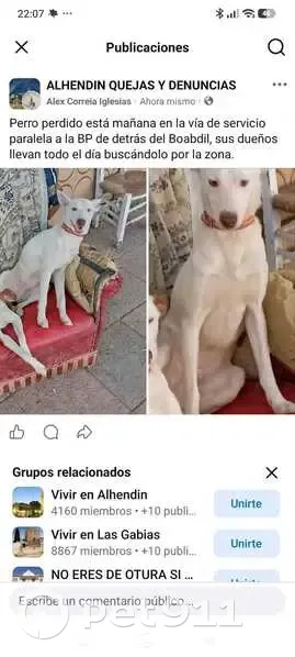 Perro perdido macho, Calle Gregorio Marañón, Alhendín, Granada — pequeño podenco blanco de un año - photo