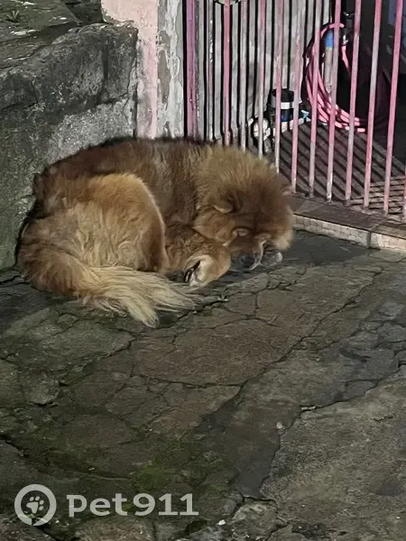 Cachorro encontrado (brf002872) - photo