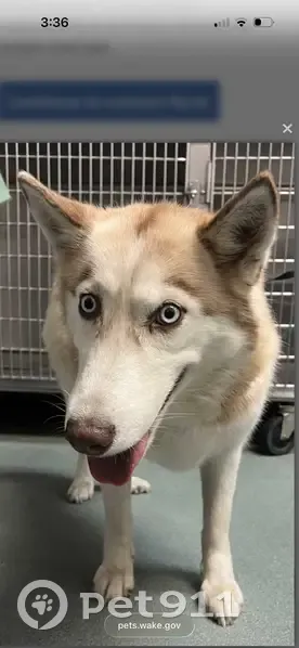 Lost dog, Tyler Run Drive, 702, Wake Forest - female, long hair - photo