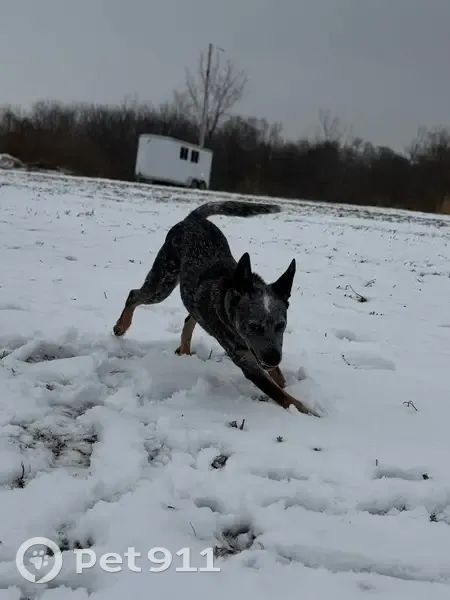 Lost dog, West County Road 400 North, 1245, Milton - male, pointy ears - photo