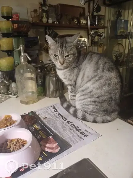 Lost cat, Kiltie Avenue, 20, Port Adelaide Enfield, Para Hills - small grey tabby, desexed female - photo