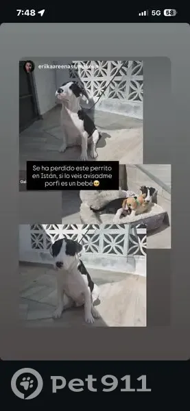 Perro perdido macho, Marbella, Andalucía - muy noble y cariñoso - photo