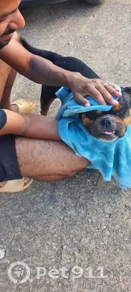 Cachorro perdido Fêmea (brl002873) - photo
