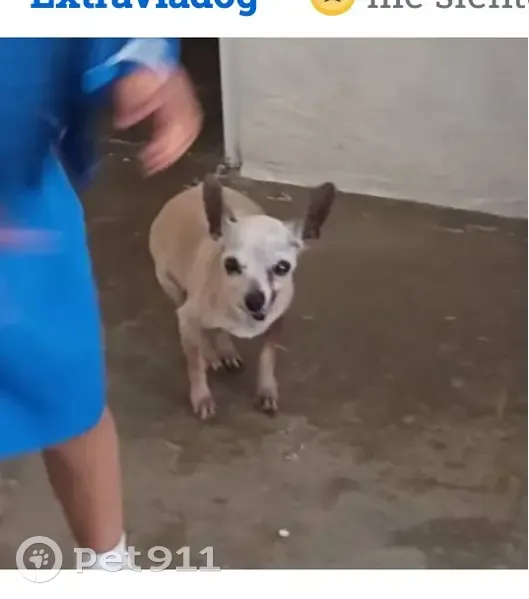 Perro perdido, hembra, Calle Ejido, 113, Zapopan — color beige, 14 años - photo