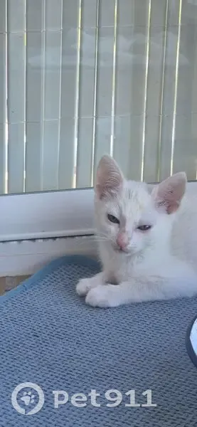 Encontrado gato en Carrer de la Mar, 1, Platja del Rei, Sueca - gata blanca con ojos grises - photo