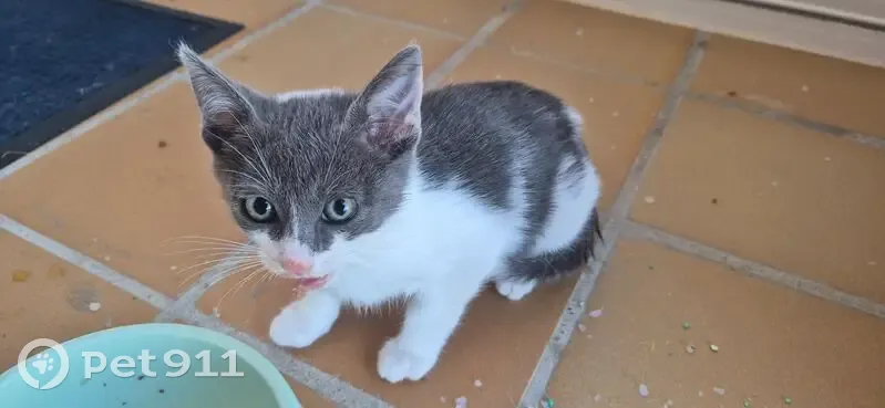 Encontrado gato blanco y gris, Carrer Cap de Cerver, 2, Platja del Rei, Sueca - photo