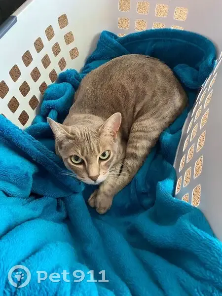 Lost cat, Stephenson Street, 7, Greater Geelong, Lara - female grey/white Australian Mist - photo