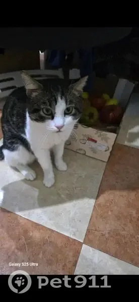 Gato perdido macho, Avenida de los Abedules, 26, Benalmádena, Torremolinos - gris y blanco - photo
